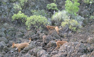 La caza de conejos en el Parque Nacional del Teide comienza el 5 de agosto